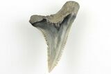 1.4" Snaggletooth Shark (Hemipristis) Tooth - Aurora, NC - #203567-1